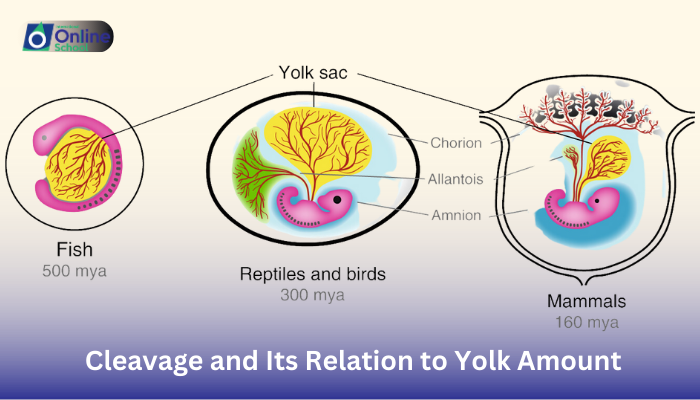 Lesson 01: Cleavage and Its Relation to Yolk Amount